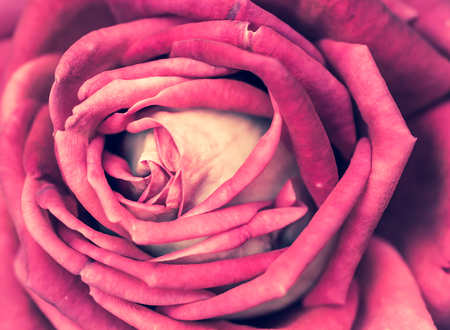 Closeup of bloom pastel red rose. Beautiful pattern of rose petals.の写真素材