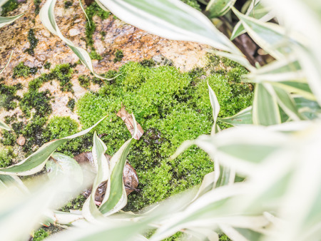 Green moss on brown stone with blurry leaves.の写真素材