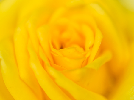 Closeup of yellow blooming rose petals pattern.の写真素材