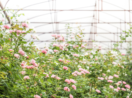 Pink roses bush in the garden.の写真素材