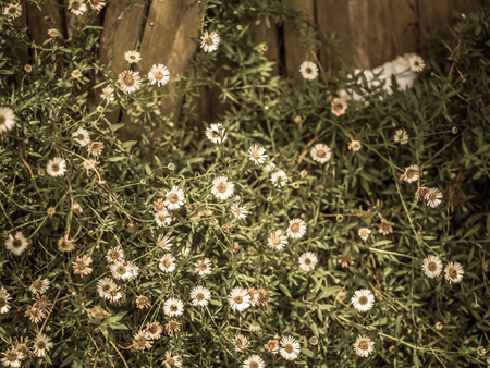 Vintage tone. Abstract flower and nature background.の写真素材