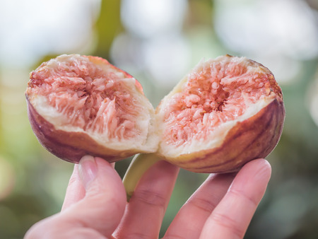 Closeup of common fig with woman 's hand and blurry background.の写真素材