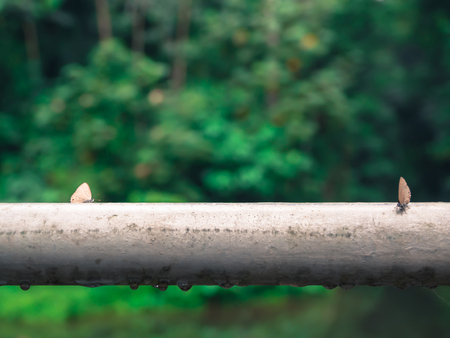 Cross processed tone of two brown wings butterflies on steel pipeline or fence and forest backgroundの写真素材