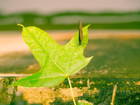 Cross processed tone. Butterfly  is resting on the green leaf with concrete floor background.の写真素材