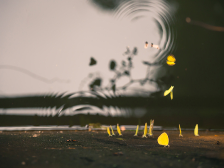 Cross processed tone. Yellow butterflies are resting on concrete wall and flying over the water.の写真素材