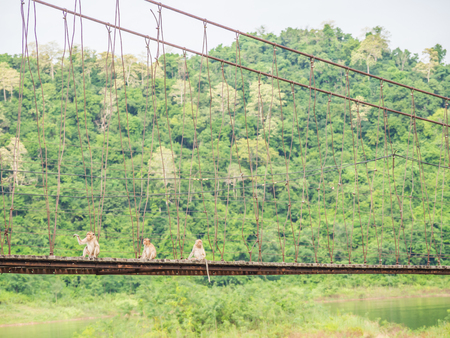 Wooden bridge, the forest background and three monkeys are sitting on it.の写真素材