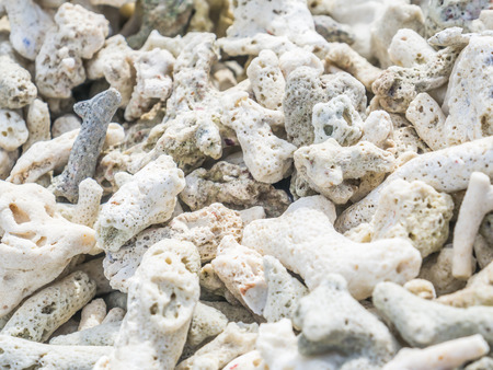 Abstract nature of coral texture, pattern and background.の写真素材