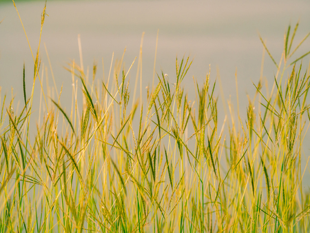 Abstract nature background of flower grass field with lake or river background.の写真素材