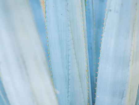 Abstract nature background. Green pastel color leaves texture for stripes pattern.の写真素材