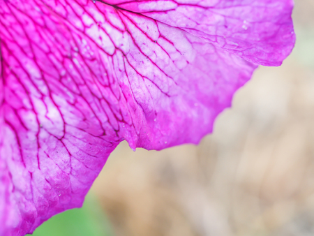 Closeup of gradient vivid purple flower petals textureの写真素材