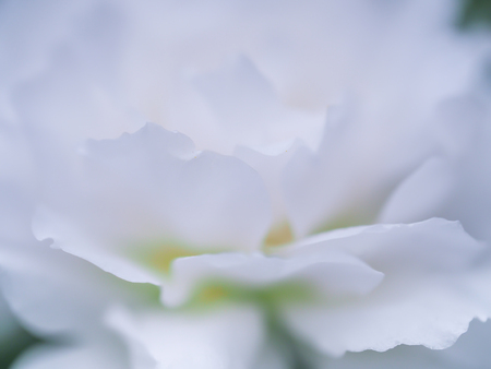 Closeup of gradient white flower petals texture and patternの写真素材