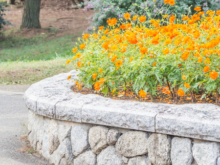 Orange flowers in the gardenの写真素材