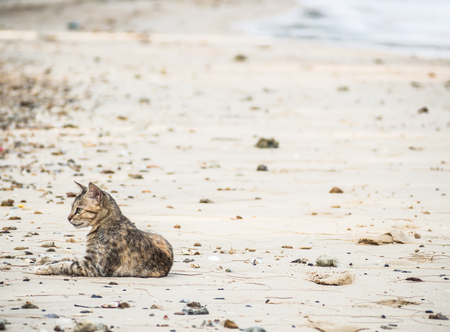 The cat is relaxing on the beach. Vacation or relaxation time concepts.の写真素材