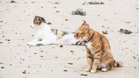 The couples of cat are relaxing on the beach. Vacation or relaxation time concepts.の写真素材