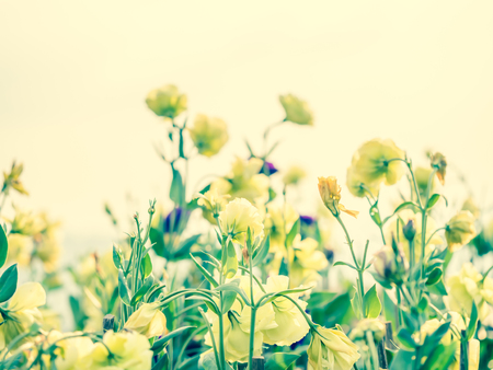 Nature background. Cross processed tone of yellow roses in the park or garden.の写真素材