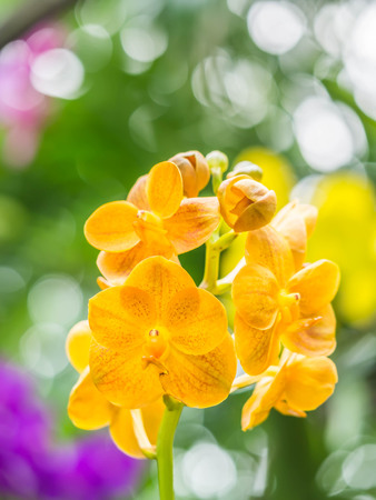Successful and healthy growth of beautiful yellow orchids in the garden or park.の写真素材