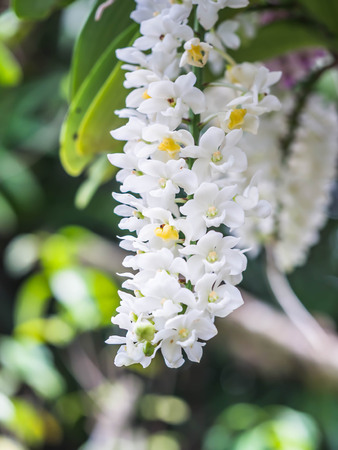 Successful and healthy growth of beautiful white orchids in the garden or park.の写真素材