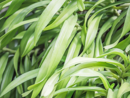 Abstract nature background. Stripes pattern and texture of green leaves.