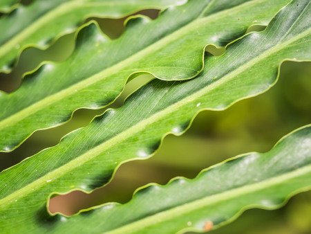 Abstract nature background. Stripes pattern and texture of green leaves.の写真素材