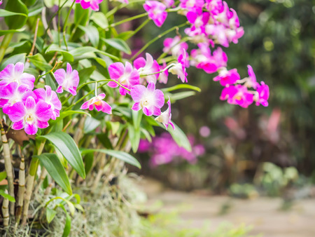 Successful and healthy growth of beautiful pink orchids in the garden or park.の写真素材