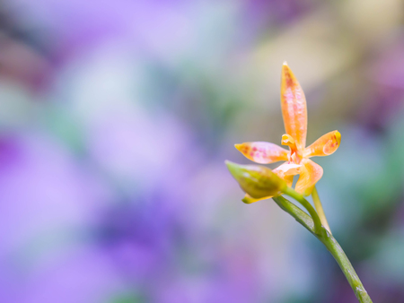 Beautiful orchids is growing in the garden or park.の写真素材