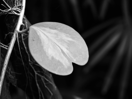 Black and white tone. Leaf with hearts shapes. Nature lover or sadness concepts and ideas.の写真素材