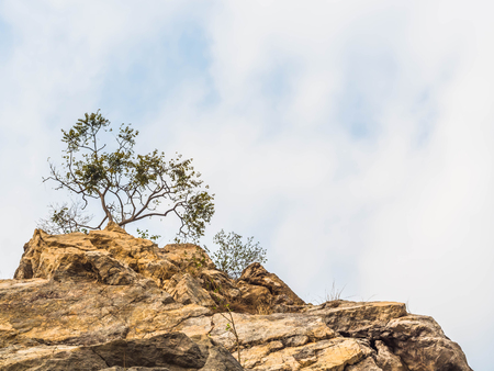Small tree is growing on top of the mountain with cloudy sky.の写真素材