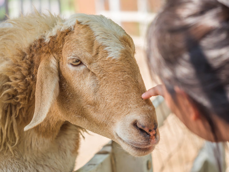 Woman and sheep in small farm. Recreation or relaxation time concepts.の写真素材