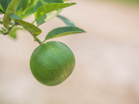 Closeup of lime or lemon in the garden with blurry background.の写真素材