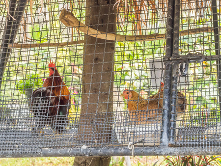 Chickens in the cage.の写真素材