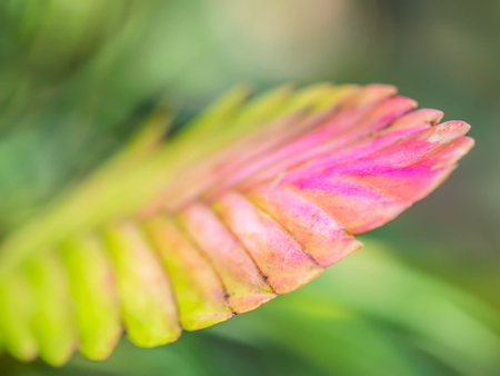 Abstract nature background of leaf in the garden with blurry background.