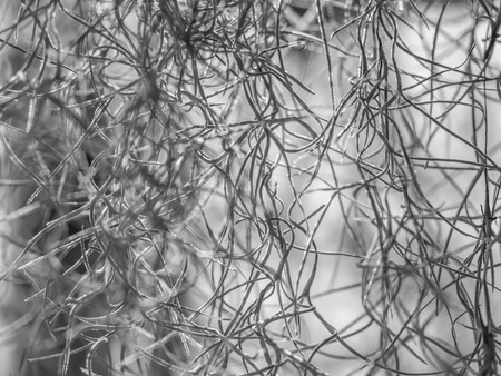 Abstract black and white tone of curly plant root.の写真素材