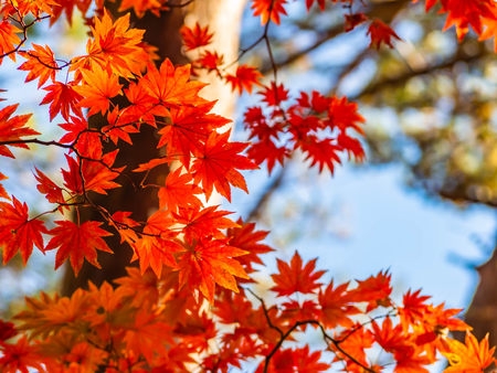 Vivid orange maple leaves in autumn color changed season.の写真素材