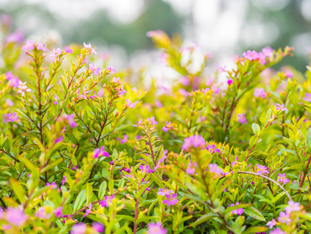 Small pink flowers bush in the garden.の写真素材