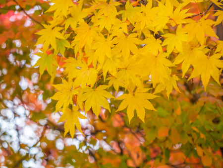 Abstract nature background. Vivid yellow maple leaves in autumn season.の写真素材