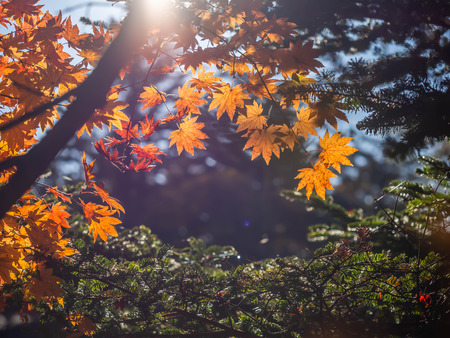 Morning sunlight and yellow maple leaves with green plant for abstract nature background in autumn...