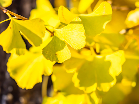 Closeup of ginkgo leaves with sunlight in the evening or morning at the park in autumn season.の写真素材