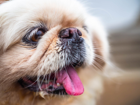 Closeup the happy face of brown Pomeranian puppy cute dog.の写真素材