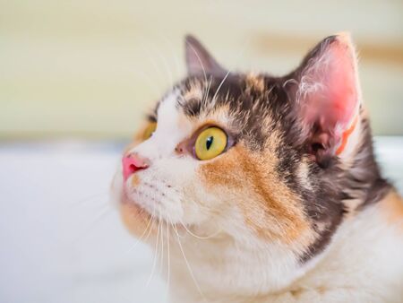 Closeup of tabby cat, staring and interesting somethings.の写真素材