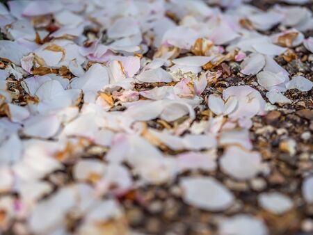 Closeup of light pink Sakura petals on brown gravel concrete or cement floor.の写真素材