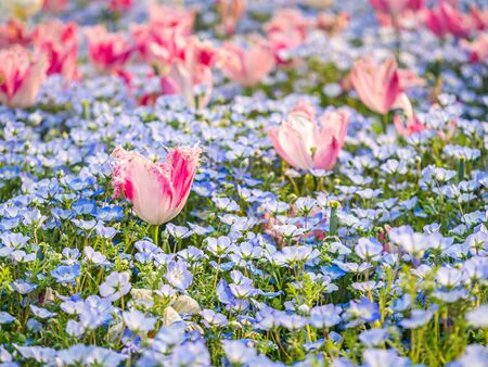 Closeup of pink and white pattern tulip flower in Nemophila flower field and blurry background.の写真素材