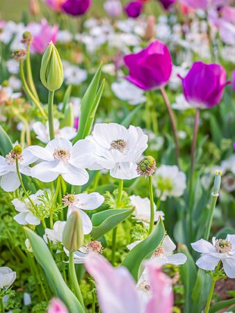 Closeup of cute white flower blooming and bud with blurry purple tulip flower background.