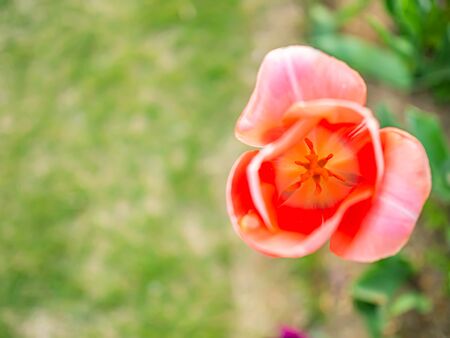 Top view and closeup of pollen of pink tulip flower with blurry green grass background.の写真素材