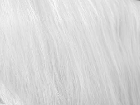 Abstract black and white tone effect background of animal or horse diagonal line hair pattern and gradient textureの写真素材