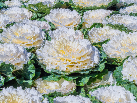 Closeup of white decorative wild cabbage in the garden or park for nature background and pattern.の写真素材