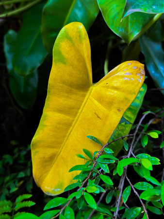 Vivid yellow heart shape leaf in the garden for  love or romance concept and ideaの写真素材