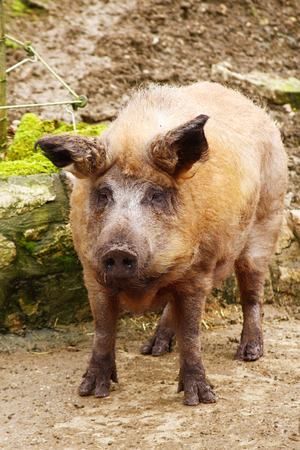 a female wild boar in the forestの写真素材