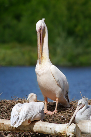 pelicans on tree trunks near the sea in sunlightの写真素材