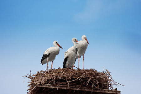 A stork standing in his nestの写真素材