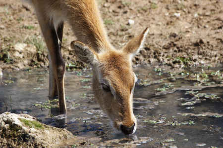 a gazelle impala while drinking from a puddleの写真素材